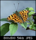 butterflies non-stop: 'The Comma'-polygonia_c-album_20190817-0.jpg