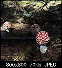 fly amanitas. found on a photographic mushroom hunt in the woods nearby-amanita_muscaria_20190929.jpg