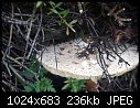 Funghi this autumn - 2-large-funghi-05612.jpg