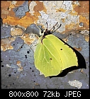 brimstone butterfly-gonepteryx_rhamni_20200201-1.jpg