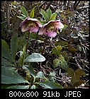 helleborus orientalis-helleborus_orientalis_20200306.jpg
