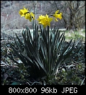 daffodils-narcissus_pseudonarcissus-trad1_20200312-0.jpg
