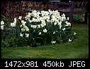 Re: daffodils-daffodils05767-edit.jpg