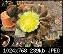 Cactus flower - Cactus flower (Medium).jpg-cactus-flower-medium-.jpg