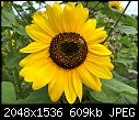 -sunflower-2.jpg