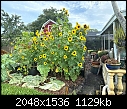 Sunflowers - Sunflower 1.jpg-sunflower-1.jpg