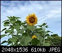 Sunflower tall - Sunflower 3.jpg-sunflower-3.jpg
