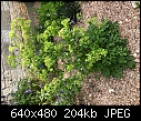 Plant ID-mystery-plant.jpg