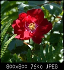 polyantha shrubrose-rose_bp_20200613.jpg