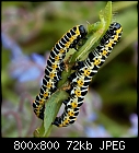 lettuce shark caterpillars-cucullia_lactucae_20200717-1.jpg