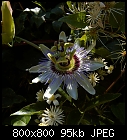 passion flower-passiflora_caerulea_20200810.jpg