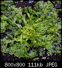 lettuce after hail-lactuca_sativa_20200814.jpg