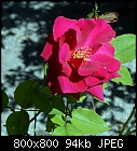 rose #22-rose_022_20200821.jpg