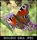 peacock butterfly on buddleia-inachis_io_20200902.jpg