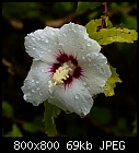 hibiscus syriacus-hibiscus_syriacus_white_20200906-1.jpg