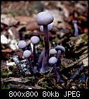 amethyst deceiver,  found in the woods nearby-laccaria_amethystina_20200915.jpg