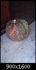 What happens when you plant US jack-o-lantern pumpkin seeds in Turkey-tr-pumpkins-2020.10.03.10.44.36.jpg