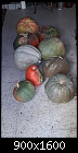What happens when you plant US jack-o-lantern pumpkin seeds in Turkey-tr-pumpkins-2020.10.03.10.45.02.jpg