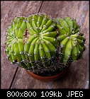 my little siamese triplet echinopsis-babies-echinopsis_cristatum_20201115.jpg