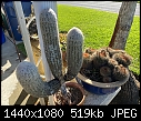 Neglected cactus 1-cactus-1-large-.jpg