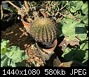 Neglected cactus 1-cactus-2-large-.jpg