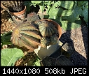 Neglected cactus 2a-cactus-3-large-.jpg