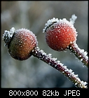 frosty rosehips-rosehips_20210101.jpg