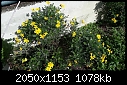 Yellow flowers (2nd try) - 2021.01.31.14.02.27.jpg-2021.01.31.14.02.27.jpg