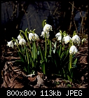 [signs of spring 2] spring snowflakes-leucojum_vernum_20210303.jpg