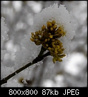 [hello winter] cornus mas in bloom-cornus_mas_20210319.jpg