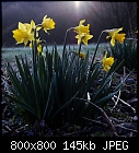 daffodils at sunrise-narcissus_pseudonarcissus-trad1_20210327.jpg