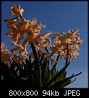 'Gipsy Queen' hyacinth-hyacinthus_gipsy_queen_20210313-1.jpg