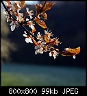 cherry plum flowers-prunus_cerasifera_20210421-0.jpg