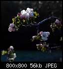 apple blossoms-apfel_bruennerling_20210504-1.jpg