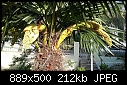 What this palm tree doing? - palm 2021.05.06.18.33.47 H.jpg-palm-2021.05.06.18.33.47-h.jpg