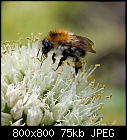 bumble bee on onion blossoms-allium_cepa_20210611.jpg