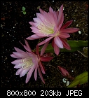 epiphyllum 14-epiphyllum_014_20210624.jpg