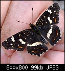 Click image for larger version

Name:	limenitis_camilla_20210708-1.jpg
Views:	99
Size:	98.8 KB
ID:	16901