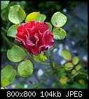 dewy rose #19-rose_019_20210803.jpg