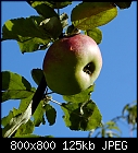 apple (an old local variety: Bruennerling)-apfel_bruennerling_20210902.jpg