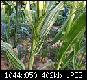 Variegated corn-corn_multicolored.jpg