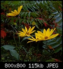 topinambour flowers-helianthus_tuberosus_20210921.jpg
