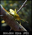 autumnal grasshopper-tettigonia_viridissima_20211011.jpg