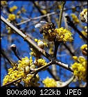 signs of spring: cornelian cherry flowers-cornus_mas_20220313.jpg