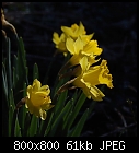 daffodils-narcissus_pseudonarcissus-trad1_20220324_1.jpg