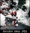 Click image for larger version

Name:	rosehips_20220403.jpg
Views:	59
Size:	63.5 KB
ID:	16922