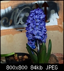 Click image for larger version

Name:	hyacinthus_orientalis_20220410.jpg
Views:	55
Size:	83.5 KB
ID:	16924