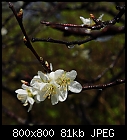 rainy: plum flowers-prunus_domestica_20220424.jpg