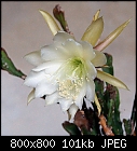 epiphyllum #29-epiphyllum_029_20220511-0.jpg