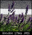meadow sage&lt;, roadside-salvia_pratensis_20220519.jpg